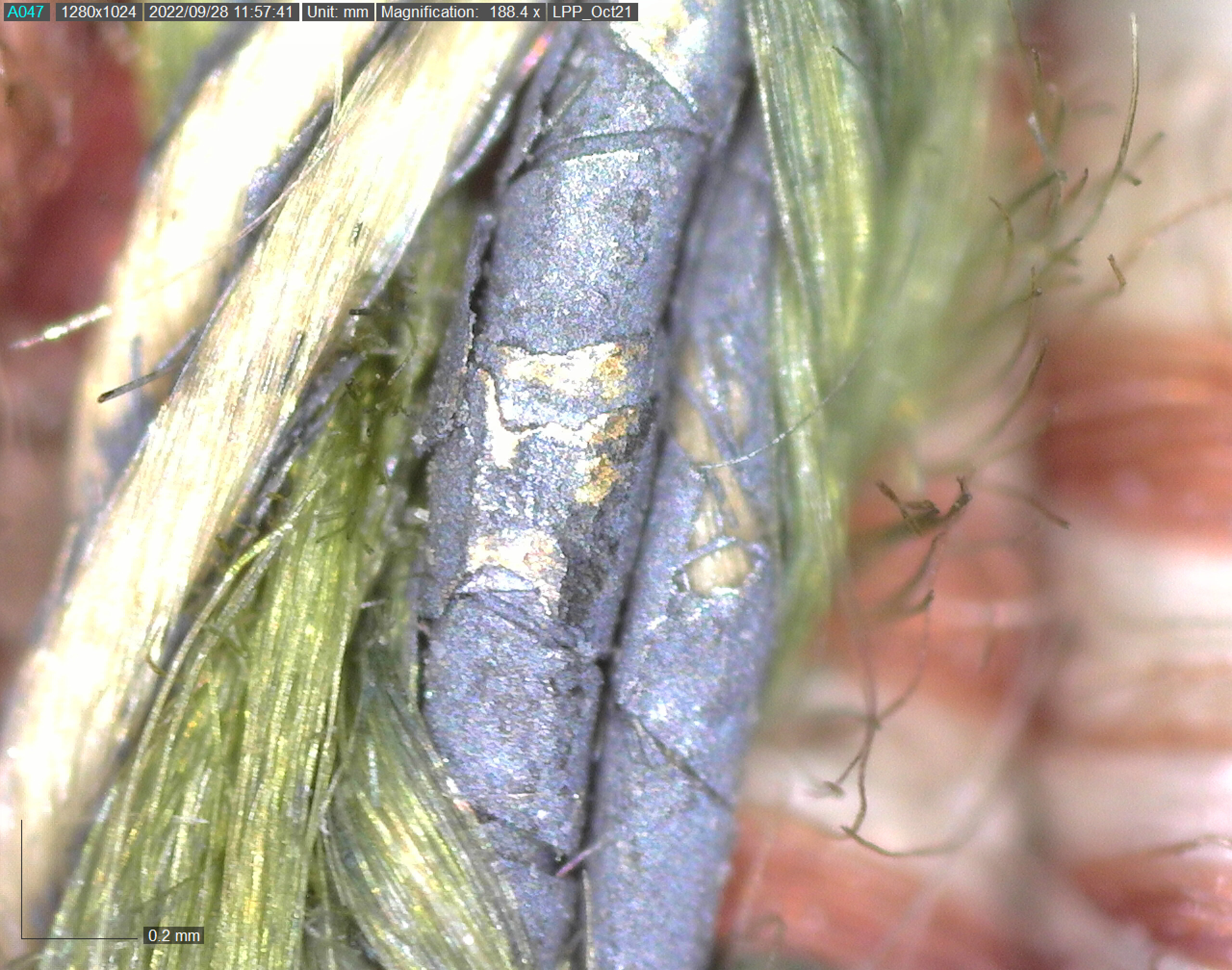 Microscopy detail of the green and silver plait, with much of the silver lost or tarnished (now grey), but also showing some traces of gilding.