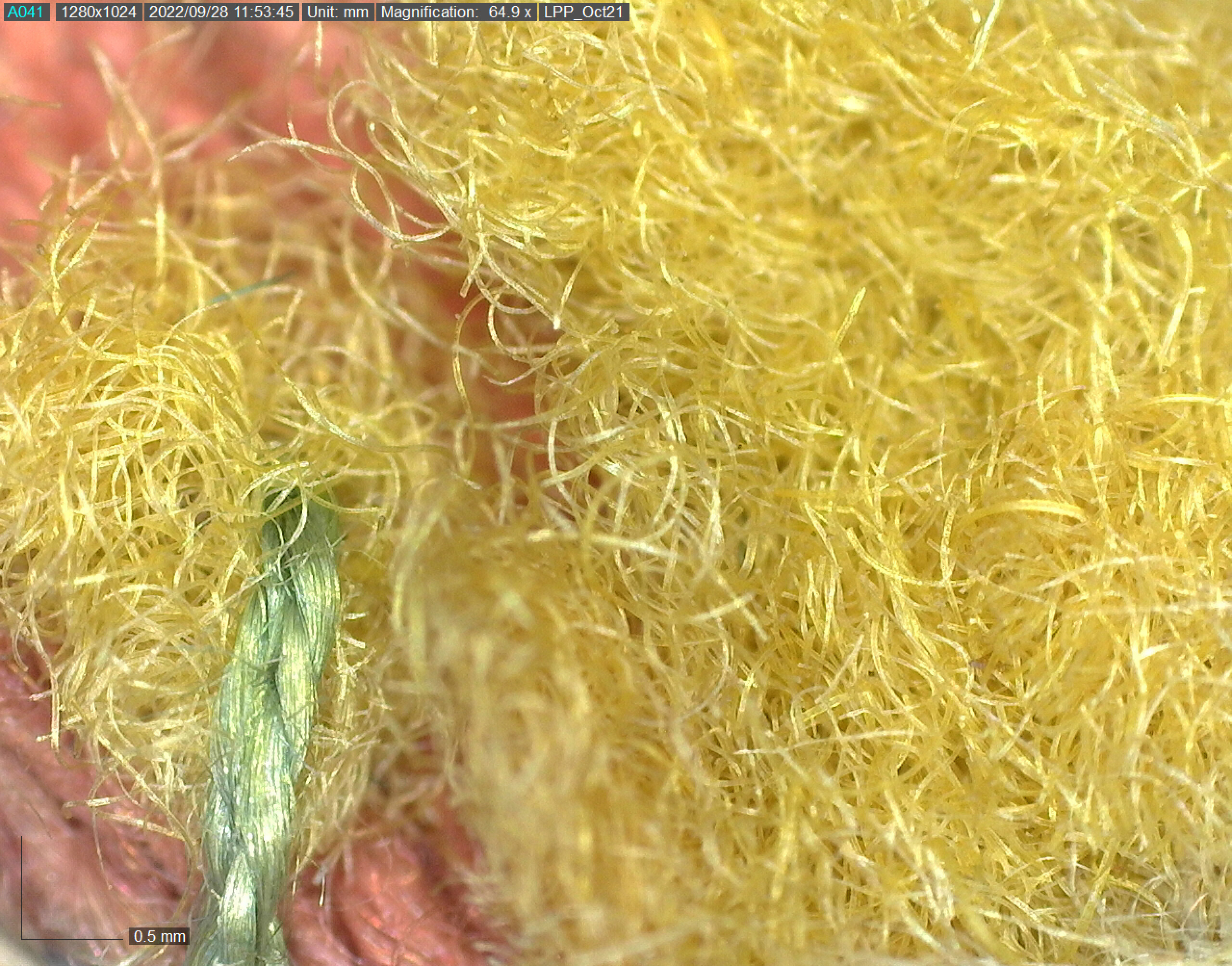 Microscopy detail of the yellow felt padding, showing the hair fibres of the material.